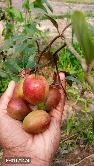 Fast Growing Ber Apple Tree