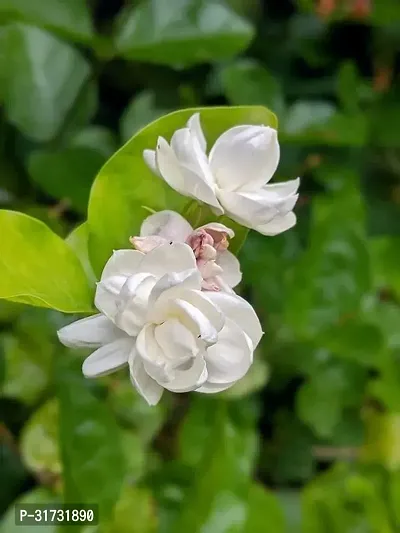 Easy-to-Maintain Jasmine Plant-thumb0