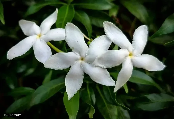 Double Layered Jasmine Plant in Pot-thumb0