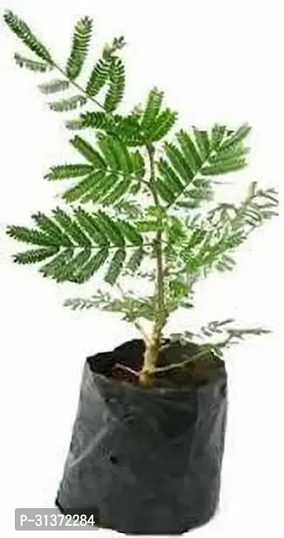 Kumubon Shami Plant for Serene Homes-thumb0