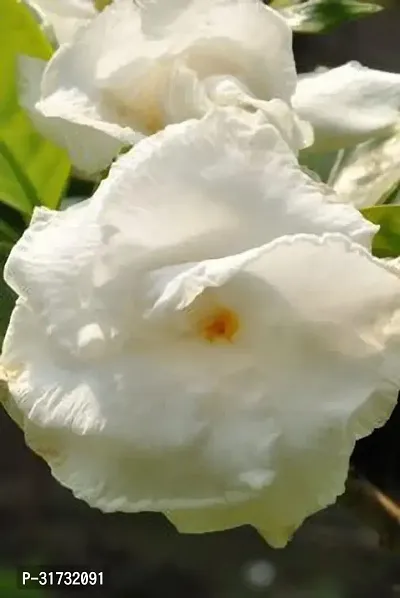 Easy-to-Maintain Jasmine Plant-thumb0