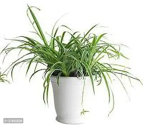 Chlorophytum comosum - Spider Plant in 4-Inch Pot-thumb0