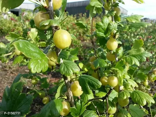 Fruit-Bearing Amla Tree - Heavy Producer-thumb0