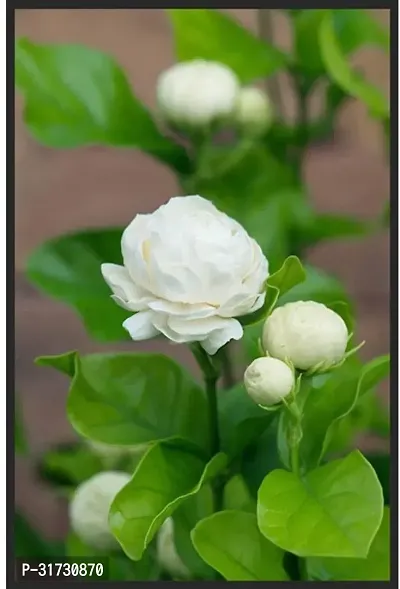 Jasmine Plant for Flower Arrangements-thumb0