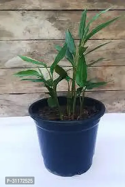 Elaichi Plant - Perfect for Home and Garden-thumb0