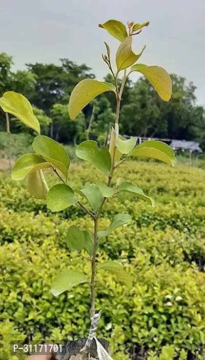 High Yield Ber Apple Tree-thumb2