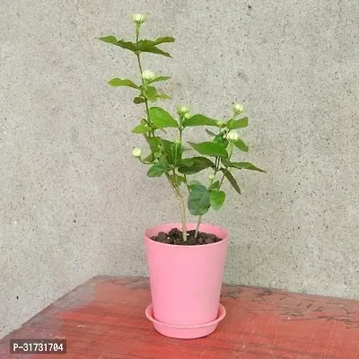 Mini Jasmine Plant - Compact and Fragrant-thumb0