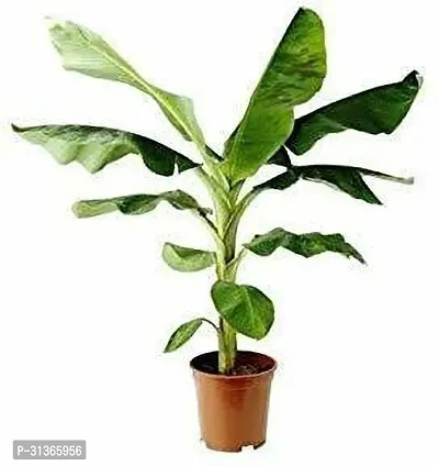 Live Edible Banana Plant - High Yield Tropical Tree-thumb0