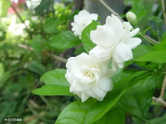 Easy-to-Maintain Jasmine Plant-thumb0