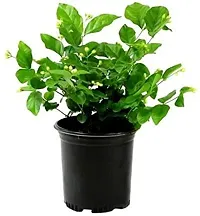 Decorative Jasmine Plant for Living Rooms-thumb1