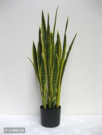 Air Purifying Spider Plant - Ideal for Home and Office-thumb0