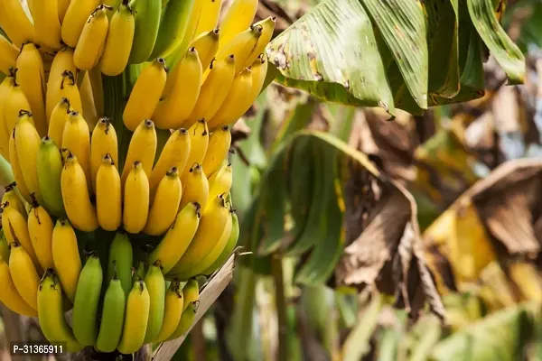 Dwarf Cavendish Banana Tree - Compact and Productive-thumb0