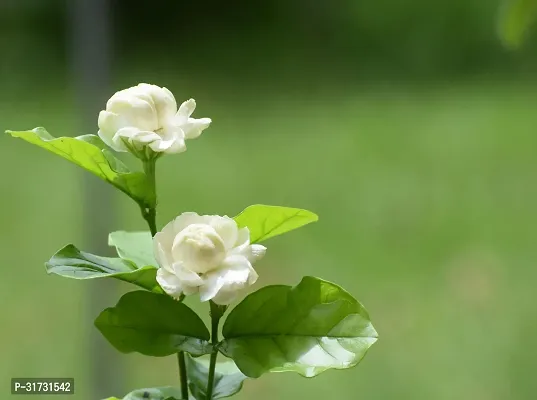 Jasmine Plant with Pot - Aromatic and Beautiful-thumb0