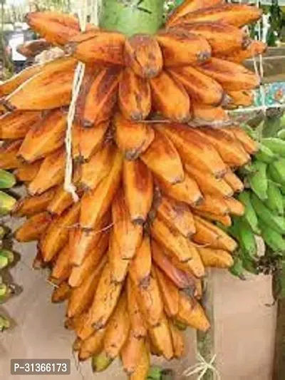 Cold Hardy Musa Basjoo Banana Plant - Live Tree-thumb0