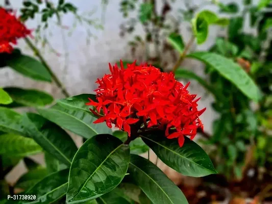 Potted Jasmine Plant - Beautiful and Low Maintenance-thumb0