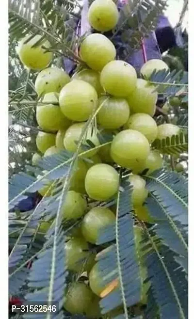 Outdoor Amla Tree - Great for Yards-thumb0