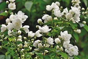 Outdoor Jasmine Plant - Perfect for Patios and Balconies-thumb2