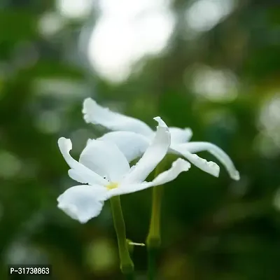 Flowering Jasmine Vine for Pergolas-thumb0