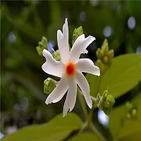 Potted Jasmine Plant - Ideal for Outdoor Spaces-thumb1