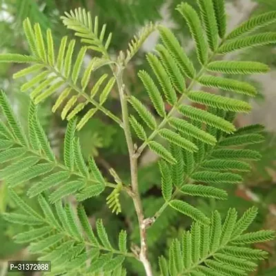 Low-Maintenance Prosopis Cineraria-thumb0