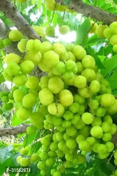 Grafted Gooseberry Plant - Premium Amla-thumb0