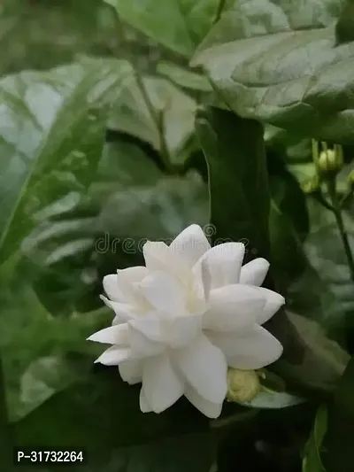 Compact Jasmine Plant for Apartments-thumb0