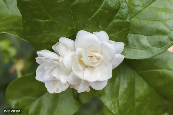 Live Jasmine Plant - Adds Beauty and Fragrance-thumb0