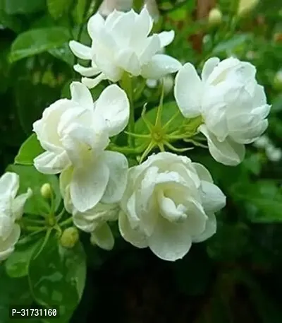 Jasmine Plant with Pot - Easy to Care For-thumb0