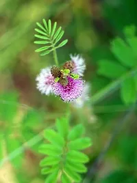 Prosopis Cineraria - Natures Gem-thumb2