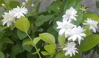 White Jasmine Plant with Sweet Fragrance-thumb2