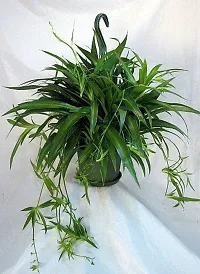 Spider Plant - Easy to Grow Indoor Plant-thumb1