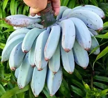 Live Tropical Banana Plant - Perfect for Warm Climates-thumb1