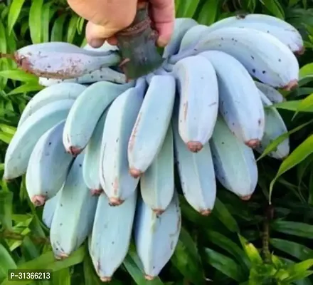 Live Tropical Banana Plant - Perfect for Warm Climates-thumb2