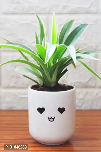 Spider Plant - Easy to Grow Indoor Plant-thumb0