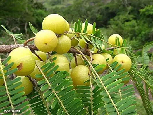 Hardy Amla Berry Shrub - Easy to Care For-thumb0