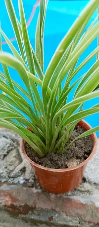 Healthy Spider Plant - Beautiful Indoor Decor-thumb1