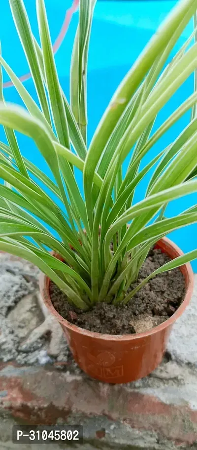 Healthy Spider Plant - Beautiful Indoor Decor-thumb2