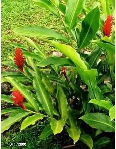 Elaichi Plant - Easy to Grow Aromatic Spice Plant-thumb0