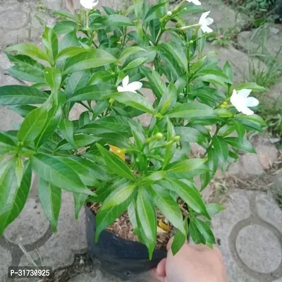 Live Jasmine Plant - Easy Care and Beautiful-thumb0