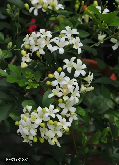 Low-Water Jasmine Plant for Conserving Resources-thumb0