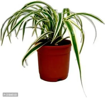 Spider Plant - Perfect Indoor Plant for Fresh Air-thumb0