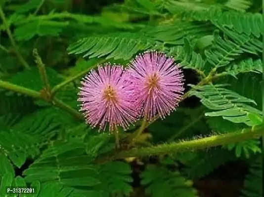 Prosopis Cineraria for Spiritual Spaces-thumb2