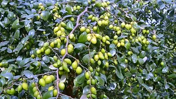 Ber Apple Tree - Year-Round Fruit-thumb3