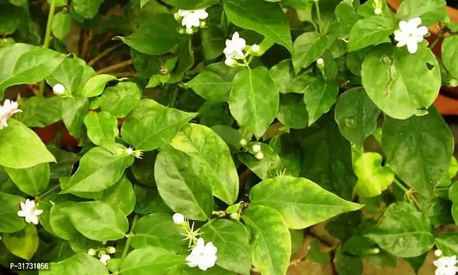 Perennial Jasmine Plant in Stylish Planter-thumb0