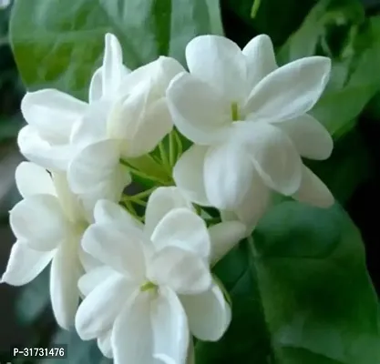 Fragrant Jasmine Plant in Ceramic Pot-thumb0