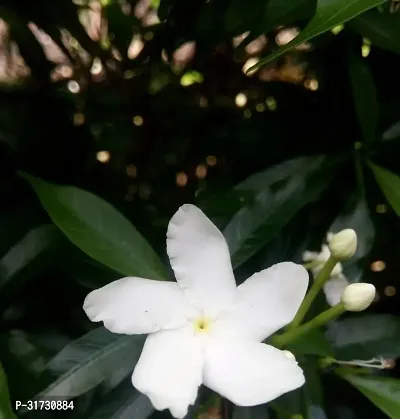 Compact Jasmine Plant for Tabletop-thumb0