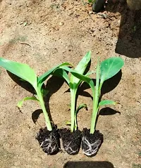 Fresh Live Banana Plant - Ready to Grow-thumb2