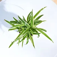 Air Purifying Spider Plant - Ideal for Home and Office-thumb1