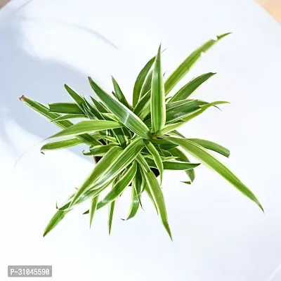 Air Purifying Spider Plant - Ideal for Home and Office-thumb2