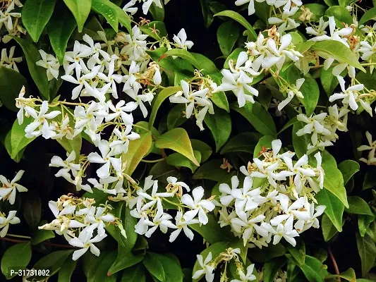 Live Jasmine Plant - Easy Care and Aromatic-thumb0